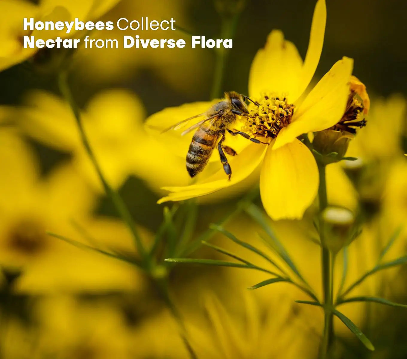 HONEY PRO – WILD FOREST MULTIFLORAL HONEY