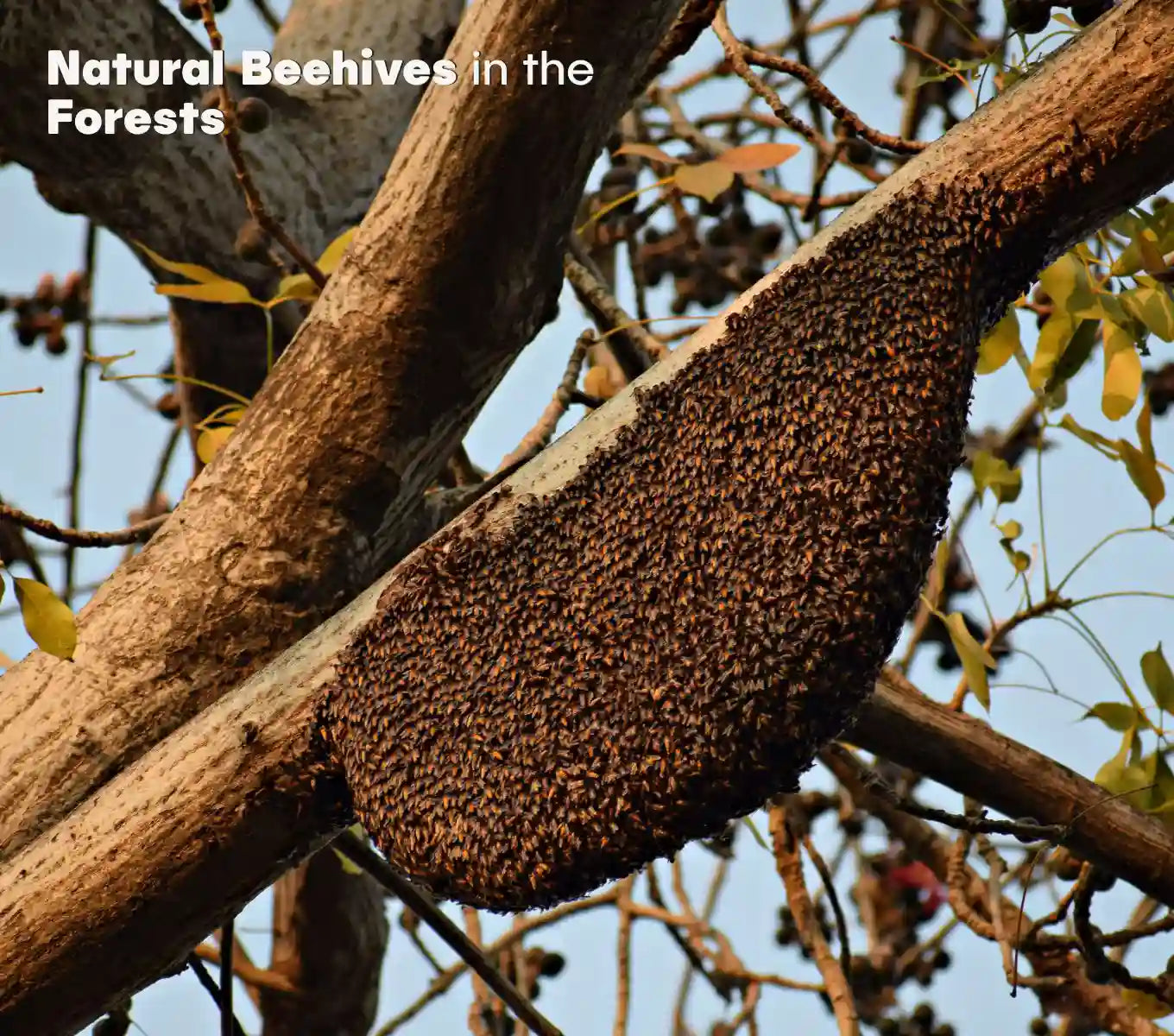 HONEY PRO – WILD FOREST MULTIFLORAL HONEY