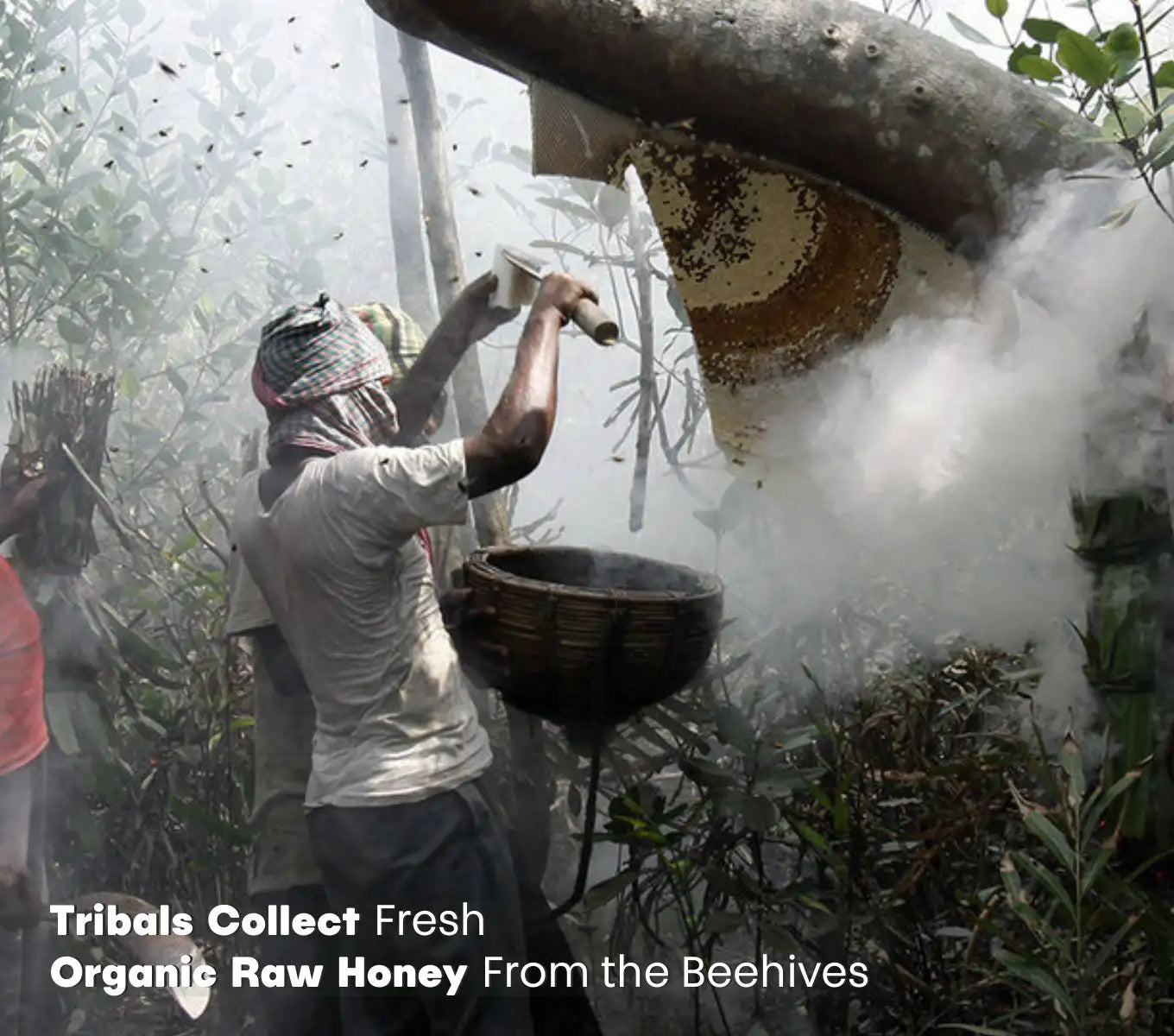 HONEY PRO – WILD FOREST MULTIFLORAL HONEY